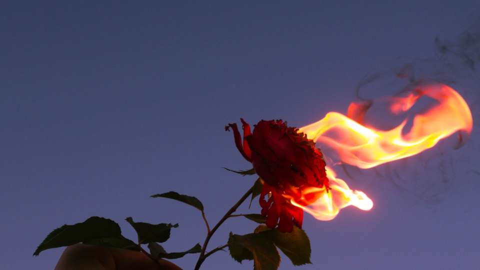burning flowers