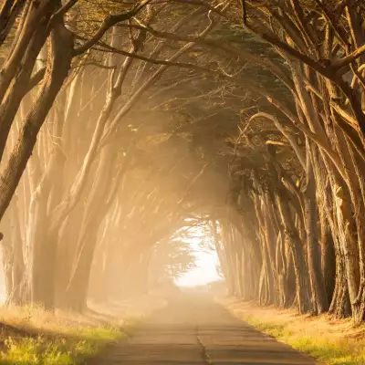 forest pathway