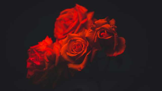roses dark